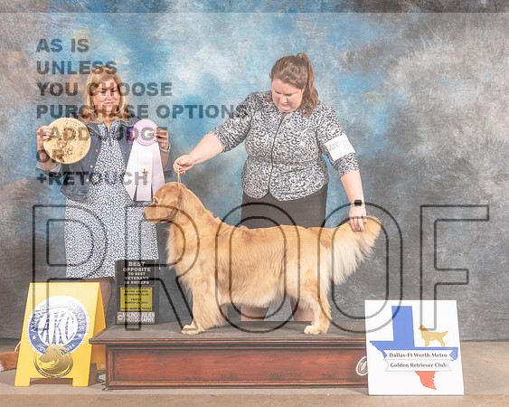 Golden Retriever #82 Fri BOSSweeps Judge Ellen Schultz-MMJ_6932-FW2022-HR3