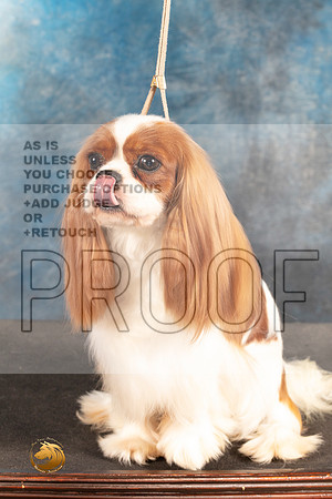 Cavalier King Charles Spaniel FRI CUSTOM_MJ_5133_Houston_2022_HR3