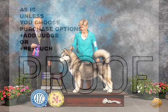 Alaskan Malamute #8 Sat WBOHBOB Judge Robert Shreve_MJ_0010_SA_2022_HR3