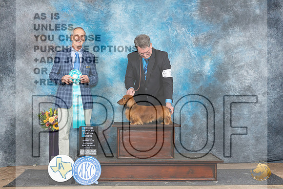 Dachshund Longhaired #7 Sat OHBIS Judge Rick Gschwender__JP_0086_Abilene_2024_HR3