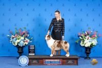 Australian Shepherd #22 SUN WB Judge James Moses