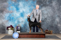 Doberman Pinscher #22 Sun WBNCh Judge Del Richards
