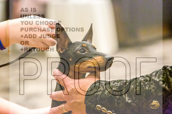 Manchester Terrier MTOY Candids-JJL_2378-Hstn2022_HR3