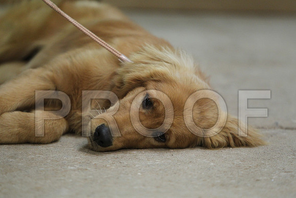 GoldCCL_2231LR