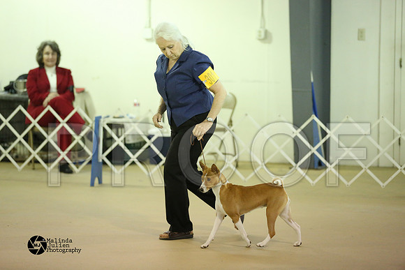 Basenji-0376-HtoJan14-HR