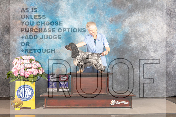 English Cocker Spaniel #36 THUR WB BOH Major Judge Barbara Alderman_MJ_3703_Houston_2022_HR3