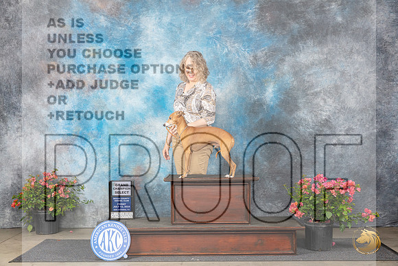 Italian Greyhound #7 Fri SD Judge Karen McFarlane__JP_3980_San Antonio_2024_HR3