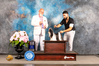 Shih Tzu #8 Sat BOSWB Judge Jeff Bazell