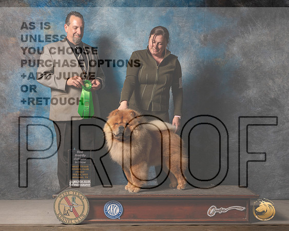 Chow Chow #7 Fri BBEBIS Judge Robert ChaffinMMJ_3788_Mdlnd2022_HR3