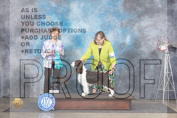 English Springer Spaniel #6 Fri OHBIS Judge Pat Trotter__JP_5646_Amarillo_2024_HR3