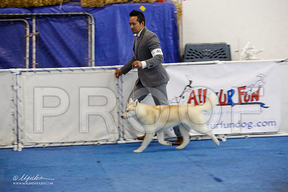 _M3_0840-AddisonHuskyMar2015-HR3
