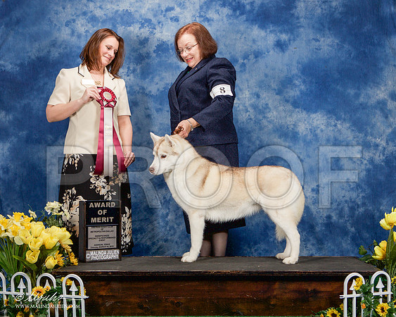 _ST_4132-AddisonHuskyMar2015-HR3