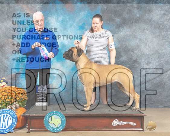 Bullmastiff #14 Sat BOWM Judge Steve Keating-_MJ_5930e_Belton2022-HR3