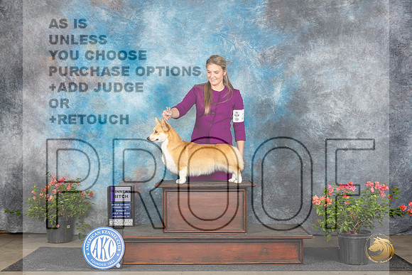 Pembroke Welsh Corgi #20 Sunn WB Judge Wendy G Willhauck__JP_5972_San Antonio_2024_HR3