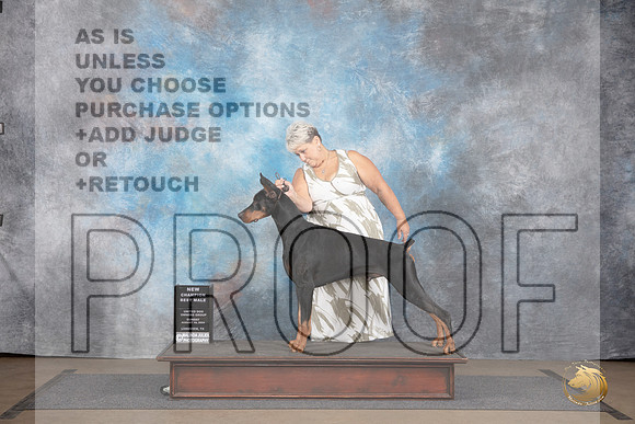 Doberman Pinscher #310 Sun BM NCh Judge Matthew Proctor __JP_3010_LongviewTX_2024_HR3