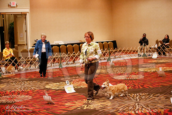_JJ_7963-HstnCorgiFeb2015-HR3