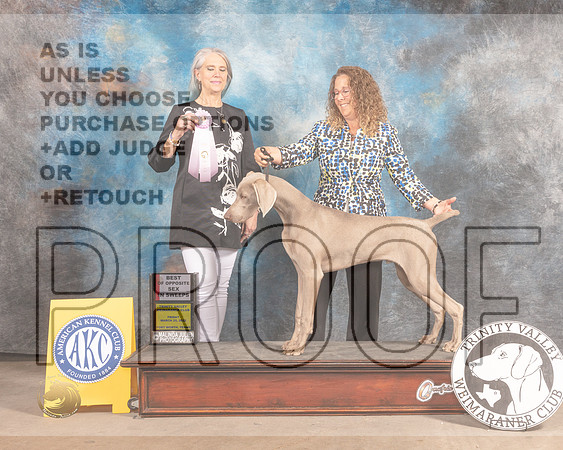 Weimaraner #11 Fri BOSsweeps Judge Verjean Lunenschloss-MMJ_8056-FW2022-HR3