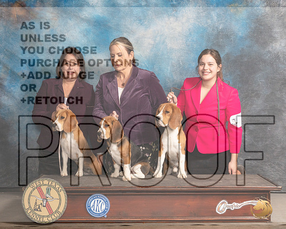 Beagle #8 SunMMJ_4994_Mdlnd2022_HR3