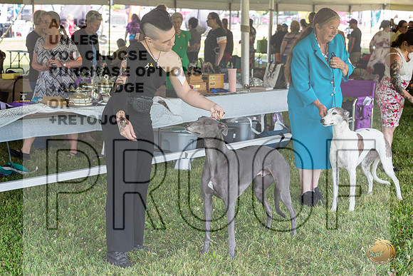 Greyhound #104 Wed_JJL_1754_Premier_2024_HR3