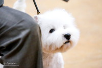 West Highland White Terrier Sun Ring