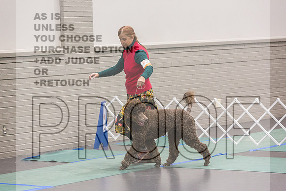 Poodle Std MC Ring Sat_JJL_8686_UKCLNGVIEWOCT2024_2024_HR3