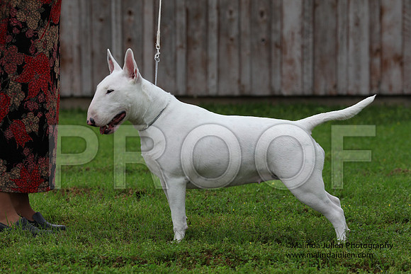 BullTer-8506