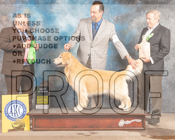 Golden Retriever #31 Fri BVet Judge Gordon Hayburn-MMJ_7441-FW2022-HR3