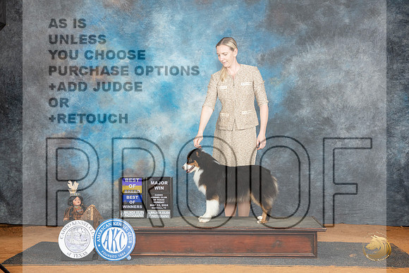 Miniature American Shepherd #12 Sun BOBBOWM Judge Lisa Graser__JP_8523_MARSHALL_2024_HR3