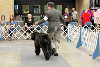 Bouvier Des Flandres FW Mar 2012