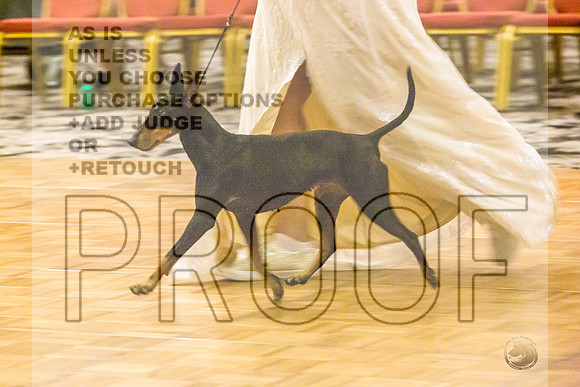 Manchester Terrier MTOY Candids-JJL_2337-Hstn2022_HR3