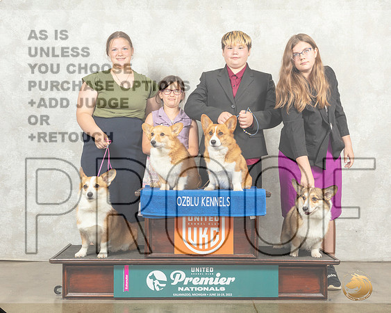 Pembroke Welsh Corgi Sun Family__MJ_9563_Premier_2022_HR3