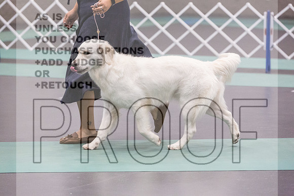 Golden Retriever Rings Fri Ring 1_JJL_5447_UKCLNGVIEWOCT2024_2024_HR3
