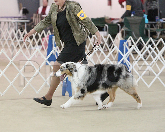 Aussie-1139