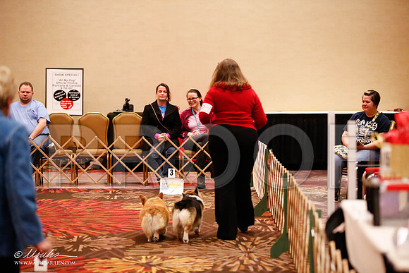 _JJ_7879-HstnCorgiFeb2015-HR3