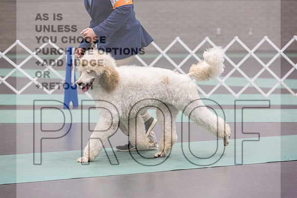 Poodles Rings Fri Ring 1_JJL_5495_UKCLNGVIEWOCT2024_2024_HR3