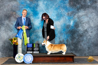 Pembroke Welsh Corgi #15 Sat OHRBIS Judge Rick Gschwender