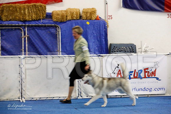 _M3_1290-AddisonHuskyMar2015-HR3