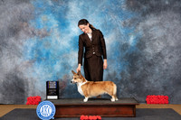 Cardigan Welsh Corgi #20 Sat BOBBOWM NCh Judge Pat Trotter