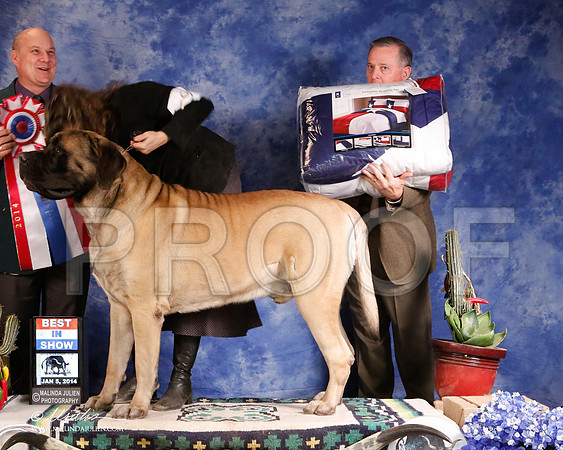 Mastiff-5695-GRJan14-HR