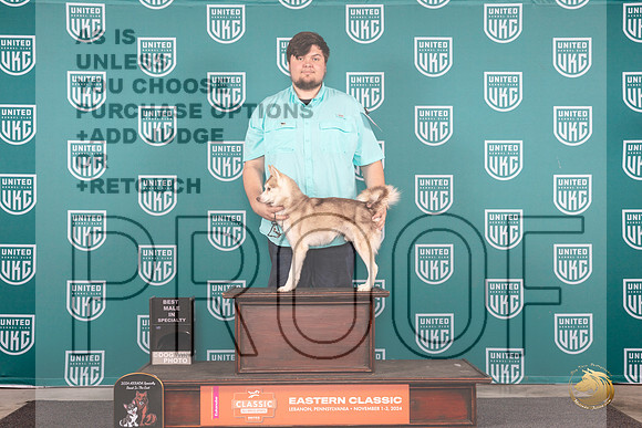 Alaskan Klee Kai # Thur BM Judge Tony Raposo__JP_1775_UKCEastern_2024_HR3