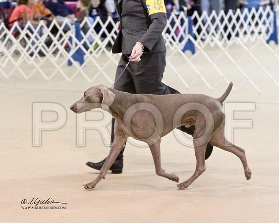 Weim-2695