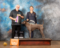 Thai Ridgeback #316 Sun1 RBIS Judge Matthew Proctor