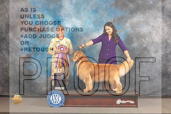 Golden Retriever #? Wed BISS Judge Jill Warren_MJ_3016_Houston_2022_HR3