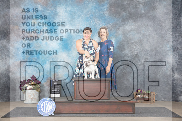 French Bulldog #21 Sun BOWM Judge Donelle Richards__JP_7682_Belton_2024_HR3