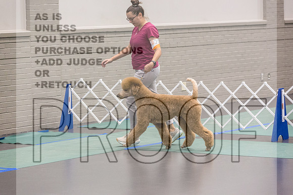 Poodle Std MC Ring Sat_JJL_8691_UKCLNGVIEWOCT2024_2024_HR3