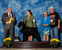 Giant Schnauzers #24 Fri 3rd AB Davis Melisa Maryann Bisceglia Robert Fox Judge Mr Douglas R Holloway