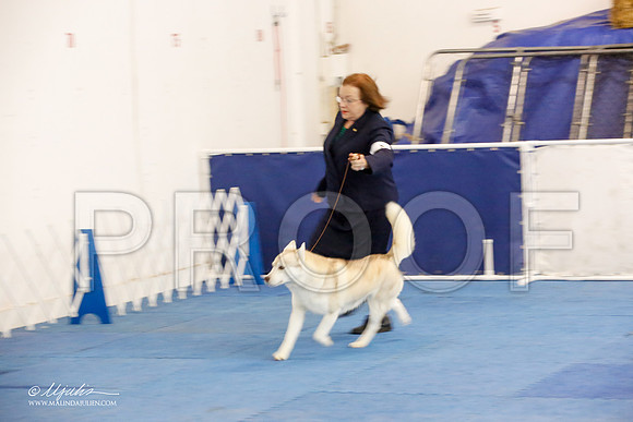 _M3_1195-AddisonHuskyMar2015-HR3