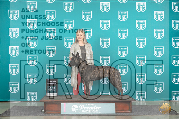 Dutch Shepherd #1107 Fri GCH Judge Stan Matsumoto__JP_1712_Premier_2024_HR3