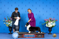 Cardigan Welsh Corgi #21 THUR G4 Judge Ann Yuhasz