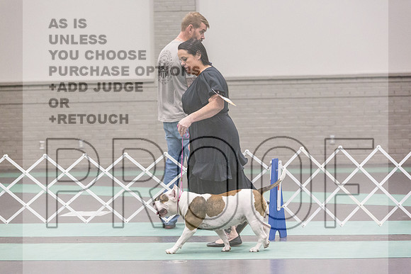 American Pit Bull Terrier Rings Fri Ring 1_JJL_6991_UKCLNGVIEWOCT2024_2024_HR3